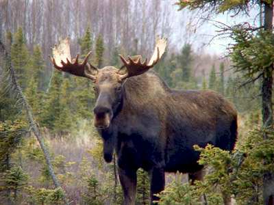 canada-moose