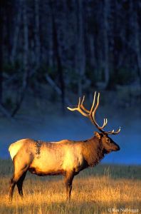 Wapiti Elk